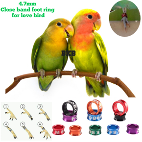 {2pcs} lovebird close band foot ring random word tag 5mm