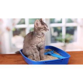 Training your kitten to use the litter box