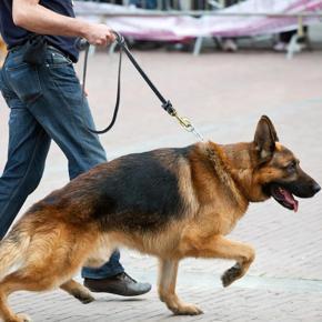Braided Nylon Pet Dog Leash Lead Rope