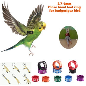 budgerigar bird close band foot ring random word tag 3.7-4mm