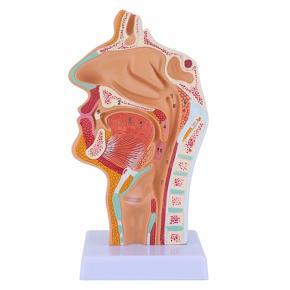 ARELENE Nasal Cavity Throat Anatomy Model Human Anatomical Pharynx Larynx Model for Students Study Display Teaching