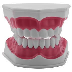 ARELENE Dental Model Brushing Flossing Practice Teeth Typodonts Mode Gingiva Visible Anatomic Demonstration