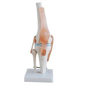 XHHDQES Body Model Human Knee Joint Anatomy Model Flexible Skeleton Model with Functional Ligaments and Base Teaching Models