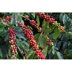 Hawaiian Kona Coffee Arabica Tree Plant Live Seeds 2 Pk (4 seeds per pk) Grow In Shade