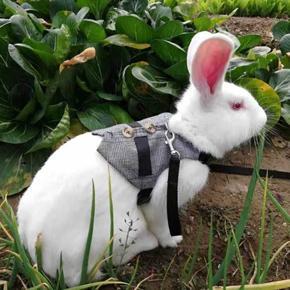Rabbit harness lead body ring small animal walk outing item pet soft breathable gift