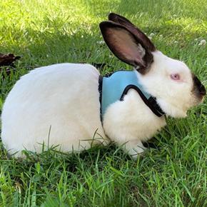 Bunny Vest Non-sticky Hair Ferret Rats Soft Mesh Harness Leash Vest Set