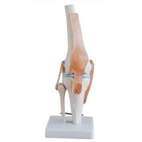 ARELENE Knee Joint Simulation Model Anatomy Human 1:1 Life Size