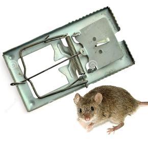 Rat Trap Reusable Stainless Stell