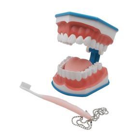 Standard Dental Teaching Model Educational Demonstration for Teaching