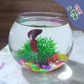 Mini Fish Aquarium 4 Inches Fish Jar