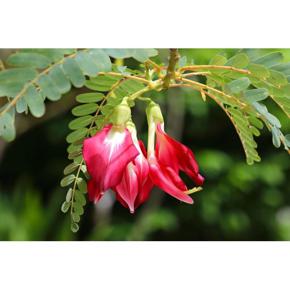 SEED Pack = =10 Seeds -Sesbania grandiflora - Hummingbird Tree- Bright pea like blossoms -Tropical Plant Seed -See Description