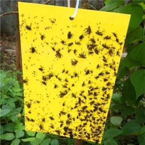 Yellow Trap-Pesticide free gardening use-Golden bac 1 pcs