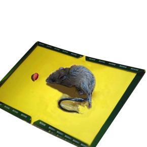 1 Pcs Mouse Board Sticky Mice Glue Trap High Effective Rodent Rat Snake Bugs Catcher Pest Control Reject Non-Toxic
