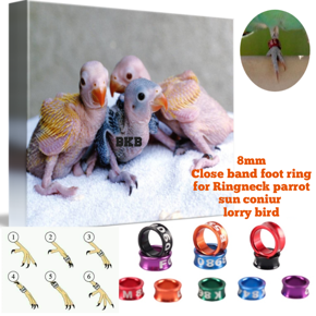 {2pcs} 8mm bird foot ring slose band foot ring tag for ringneck parrot, sun coniur, lorry bird