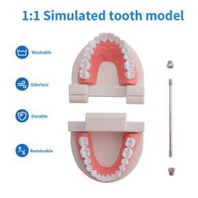 2 Pack Dental Mouth Model Human Teeth Model for Teaching Studying