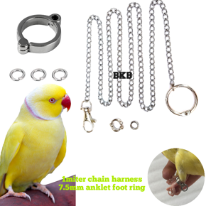 Metal Foot Chain Harness Leash & anklet ring {combo pack} for ringneck parrot, sun coniur & lory bird