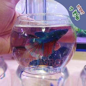 Mini Fish Aquarium 3 Inches Fish Jar